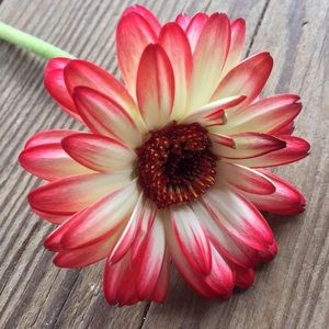 Meet your Posher, Juli